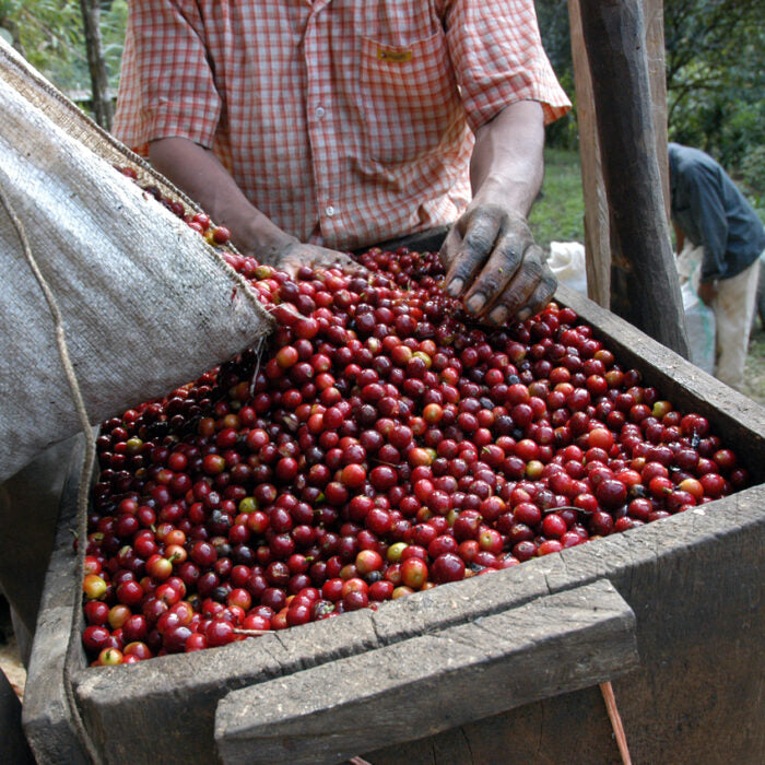 Antigua SHB Los Volcanes Guatemala