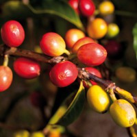 Bio Espresso Armonico (20% Robusta) / Goldmedaille Deutsche Röstergilde 2023