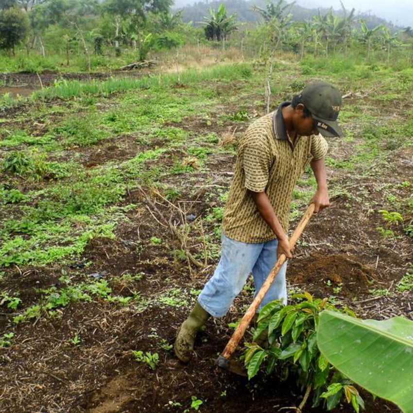 Bio Espresso Armonico (20% Robusta) / Goldmedaille Deutsche Röstergilde 2023