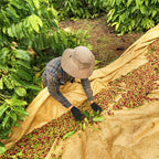 Fazenda Rainha Yellow Bourbon – Brasilien