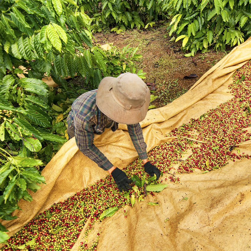 Fazenda Rainha Yellow Bourbon – Brasilien