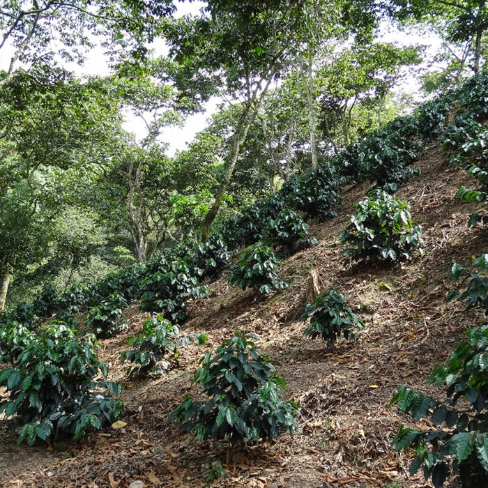 Bio Kaffee Finca Andalucia SHG EP El Salvador / Goldmedaille Deutsche Röstergilde 2024