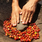 Gourmet Limes Kaffee / Goldmedaille Deutsche Röstergilde 2024