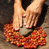 Gourmet Limes Kaffee / Goldmedaille Deutsche Röstergilde 2024