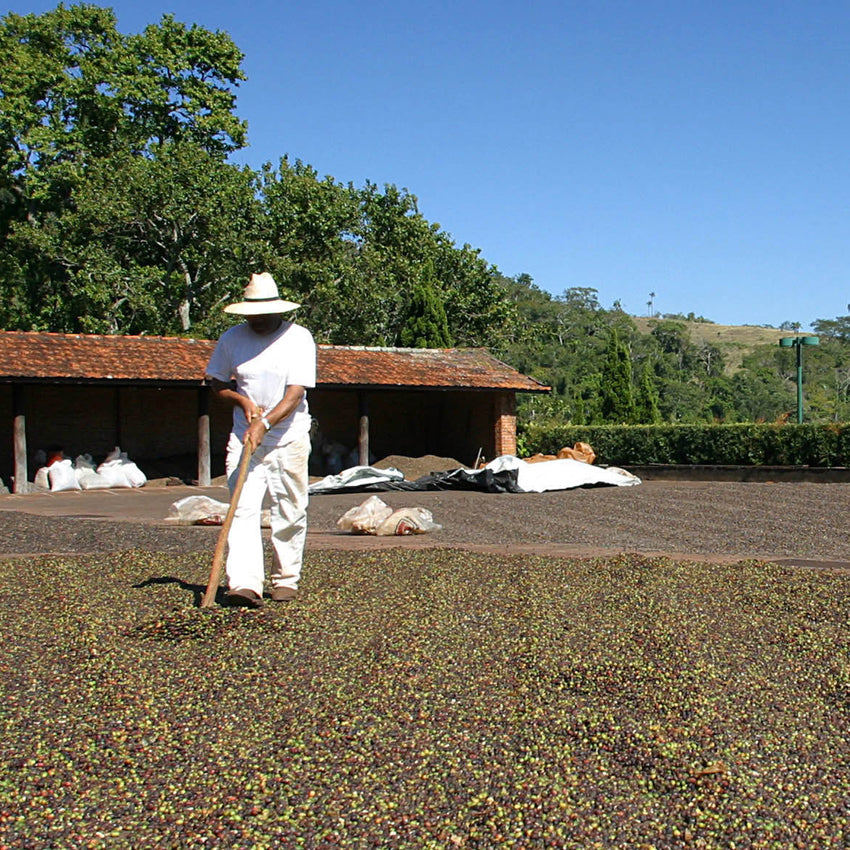 Bio Kaffee Gourmet Samocca / Goldmedaille Deutsche Röstergilde 2023