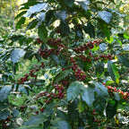 Bio Meámbar Roter Catuai – Honduras / Goldmedaille Deutsche Röstergilde 2023