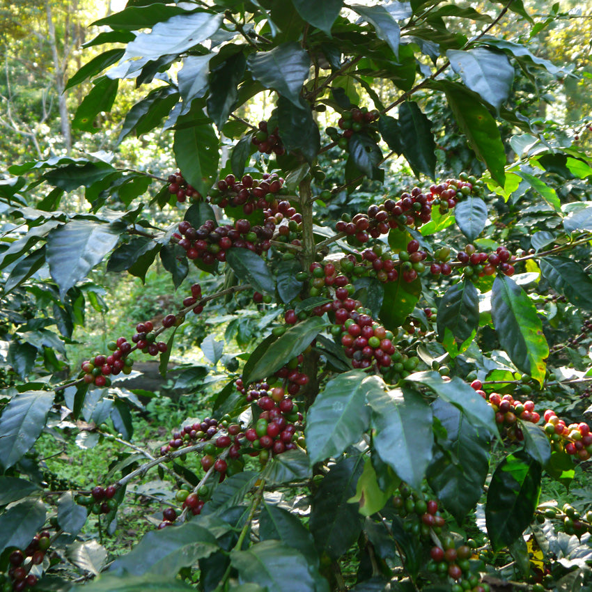 Bio Meámbar Roter Catuai – Honduras / Goldmedaille Deutsche Röstergilde 2023