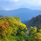 Monsooned Malabar AA – Indien