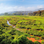 Monsooned Malabar AA – Indien