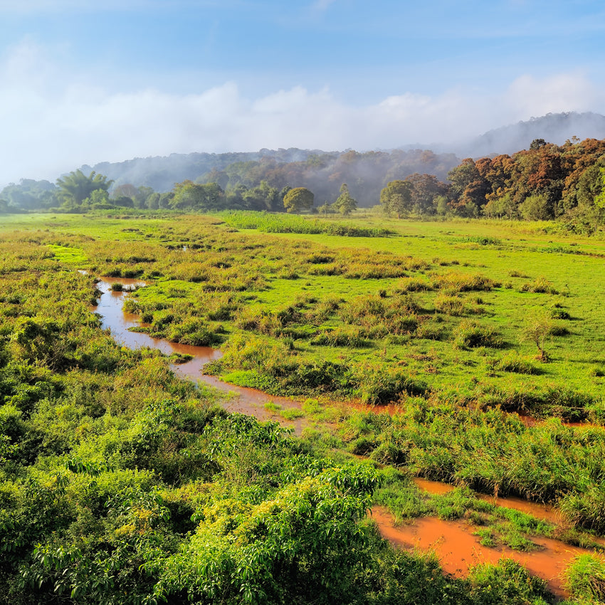 Monsooned Malabar AA – Indien