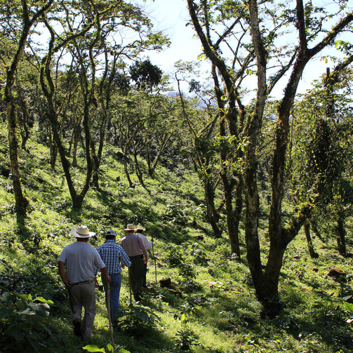 Bio-Kaffee Oro Arabica washed Rancho La Victoria / Goldmedaille der Deutschen Röstergilde