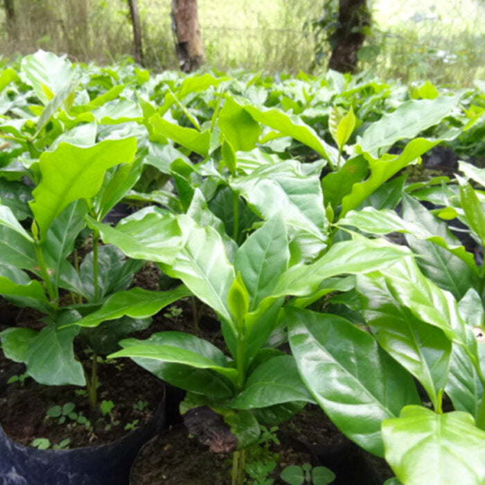 Bio-Kaffee Oro Arabica washed Rancho La Victoria / Goldmedaille der Deutschen Röstergilde