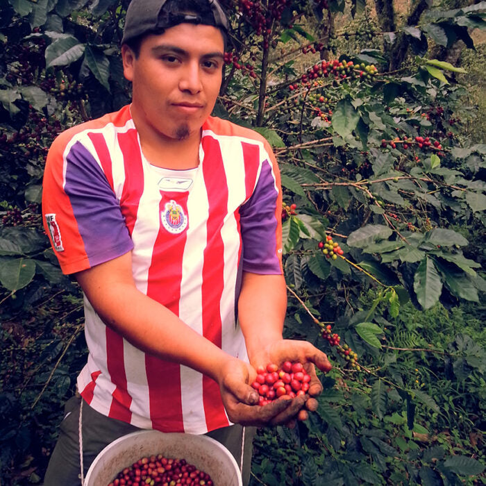 Bio-Kaffee Oro Arabica washed Rancho La Victoria / Goldmedaille der Deutschen Röstergilde