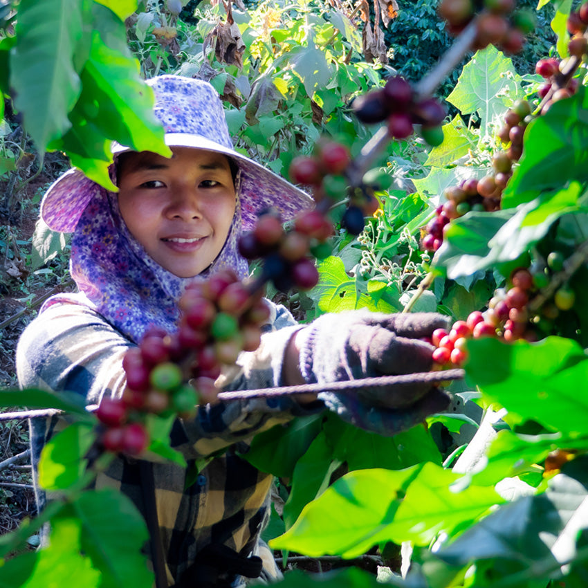 Bio Fair Kaffee Sumatra Mahara – Indonesien