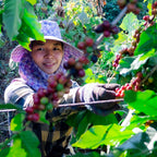 Bio Fair Kaffee Sumatra Mahara – Indonesien